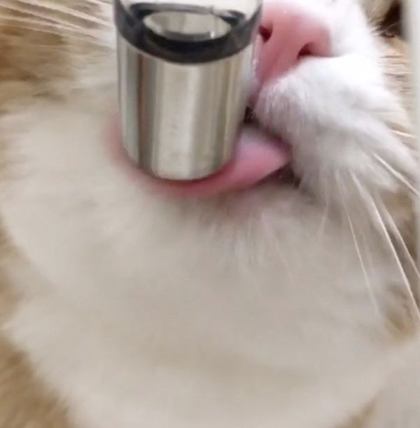 寄り目で水を飲む猫