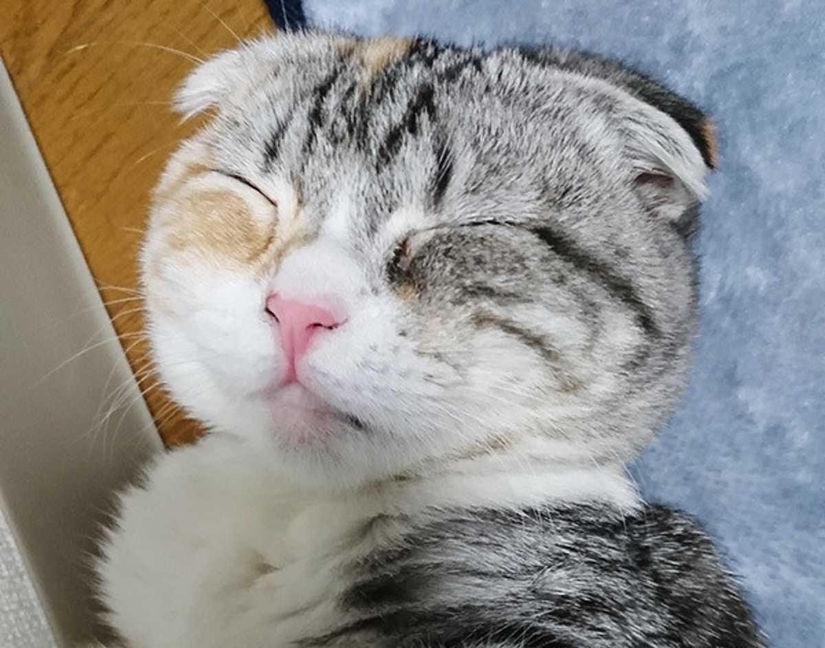 猫飼い主さんに聞いてみた リラックスする瞬間はいつ 猫たちのまったり事情が明らかに ねこのきもちweb Magazine 猫飼い主さんに聞いてみた リラックスする瞬間はいつ 猫たちのまったり事情が明らかに ねこのきもちweb Magazine