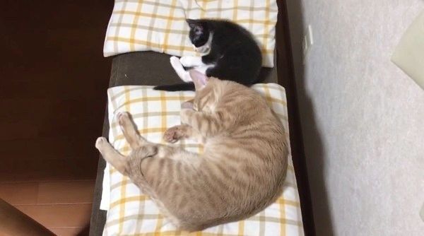 シンクロする猫