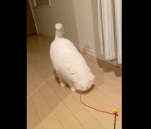 謎のジャンプをするむくちゃん