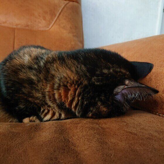 ごめん寝をするマンチカン