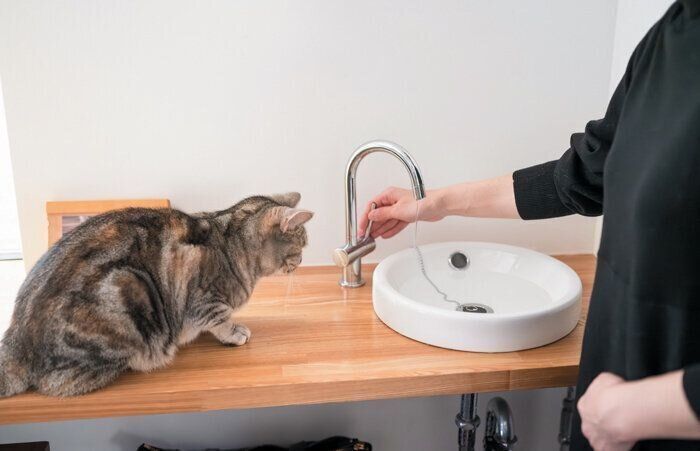 洗面台を覗くアメリカンショートヘア―