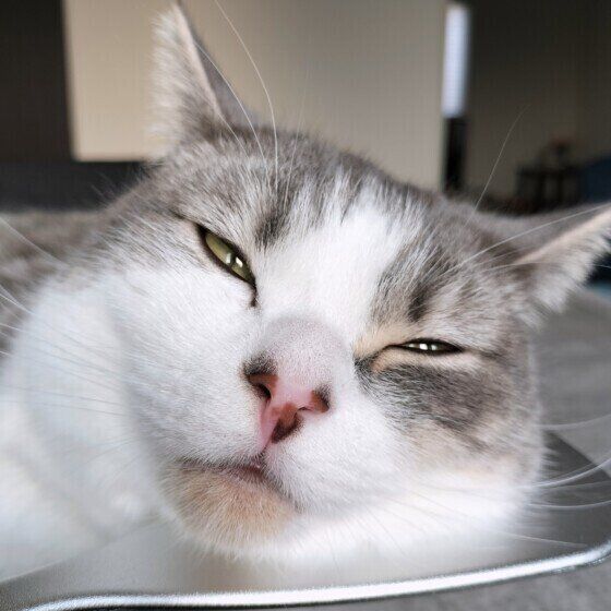 ミヌエットのゆきちくん