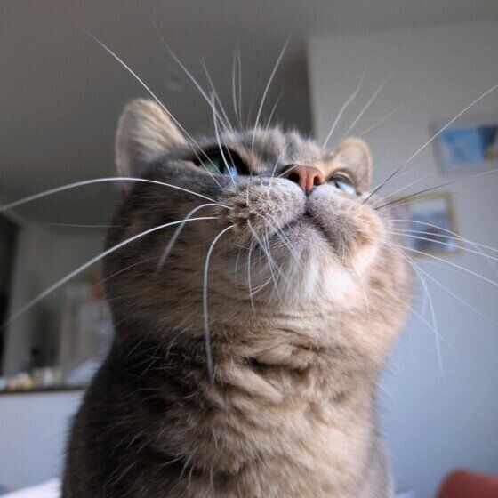 マンチカン　私のお気に入りショット