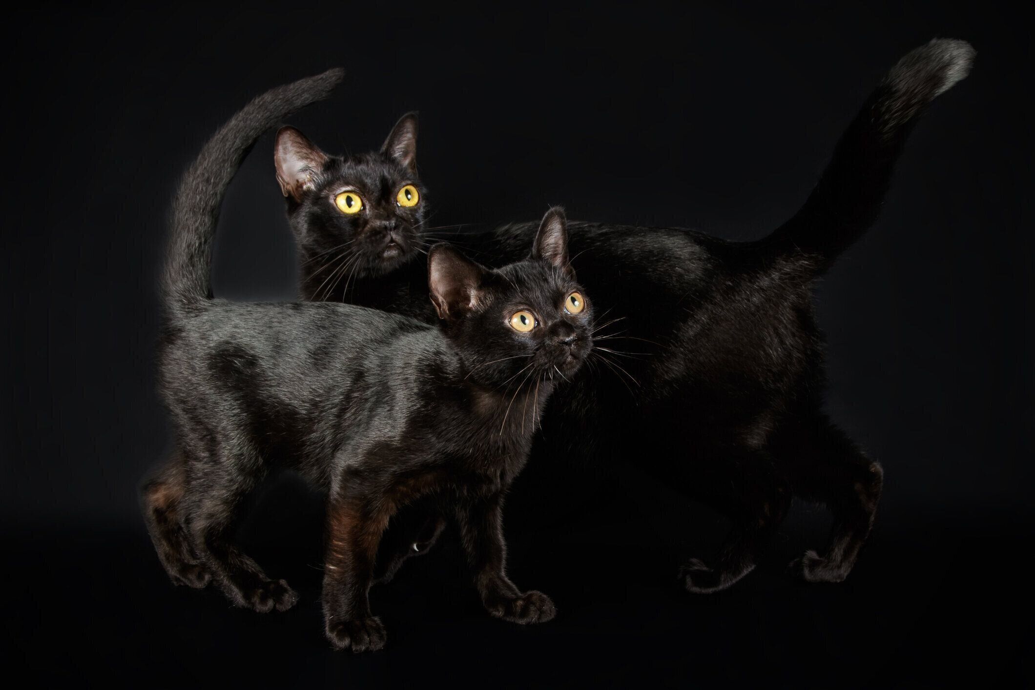 ボンベイの特徴と飼い方 可愛い画像いっぱい｜ねこのきもち 猫