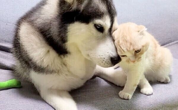 はっちゃんに寄り添うじゅんちゃん