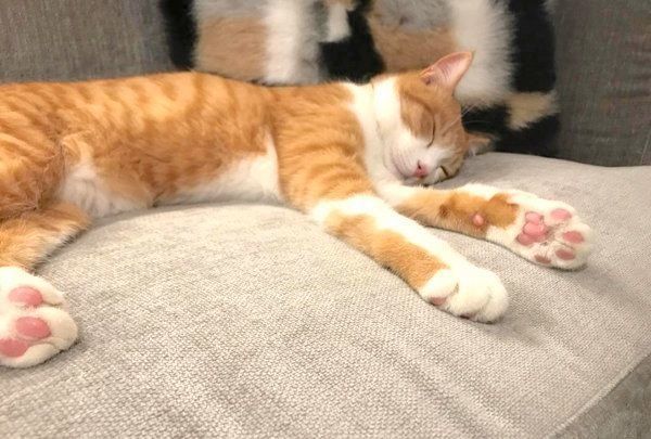 元保護猫のきなこちゃん