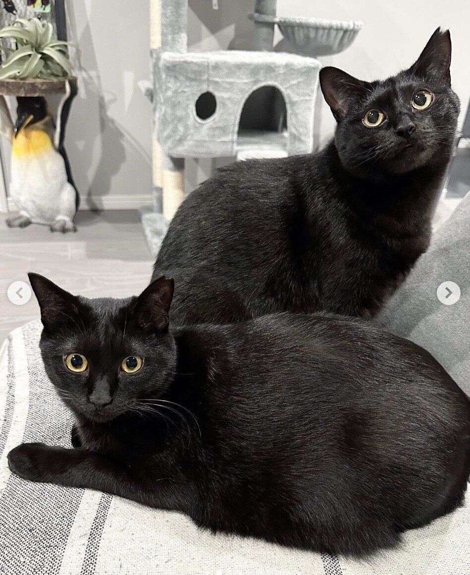 まったりするルアちゃん、ネロちゃん