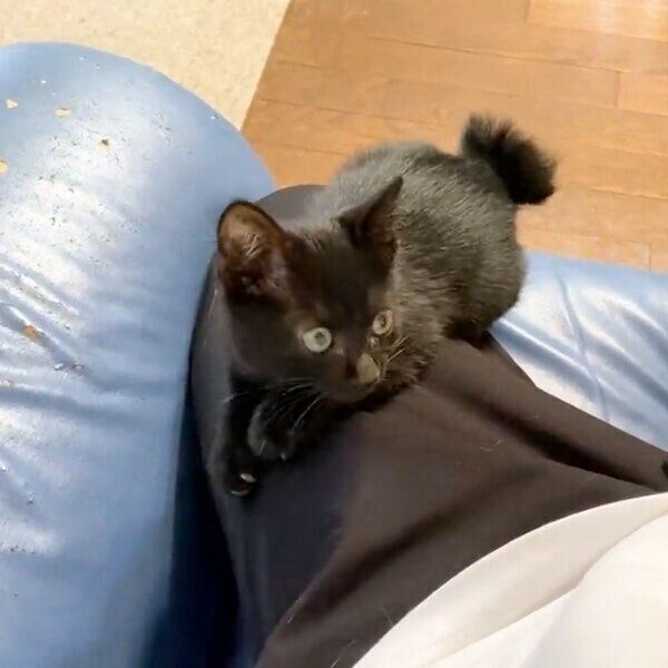 足の上に乗ってきて甘えるクロエちゃん