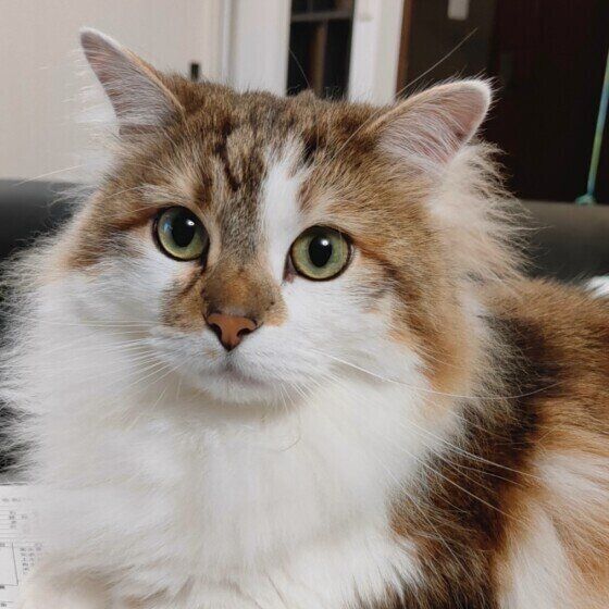 サイベリアンのテンくん