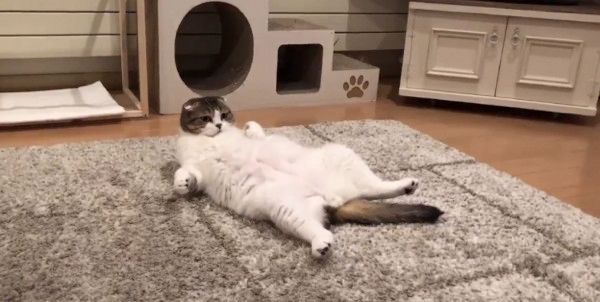 テレビのナレーションに反応する猫