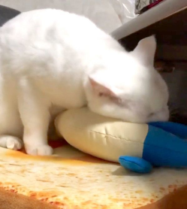 蹴りぐるみにスリスリするぷるちゃん