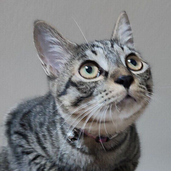 見つめるキジトラ