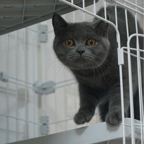 ブリティッシュショートヘアのハニちゃん