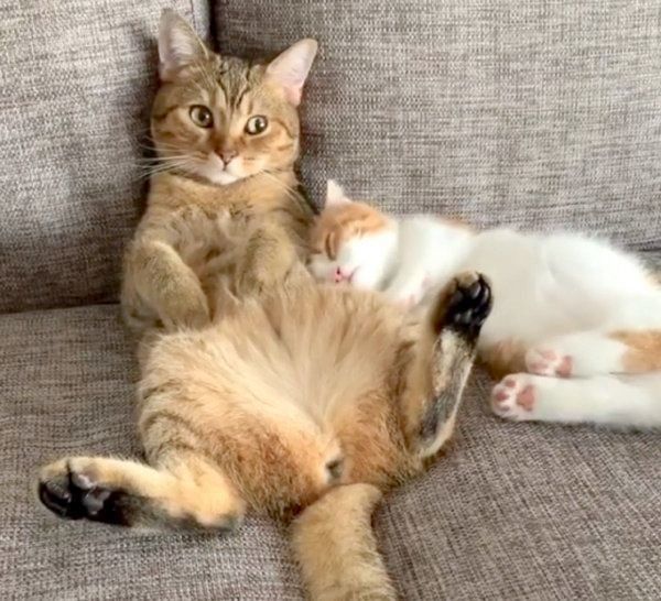 まったりする茶太くんと茶葉ちゃん