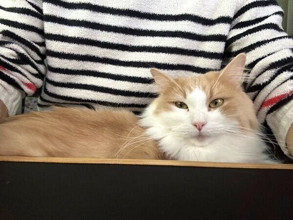 ご主人の膝の上でくつろぐテオくん