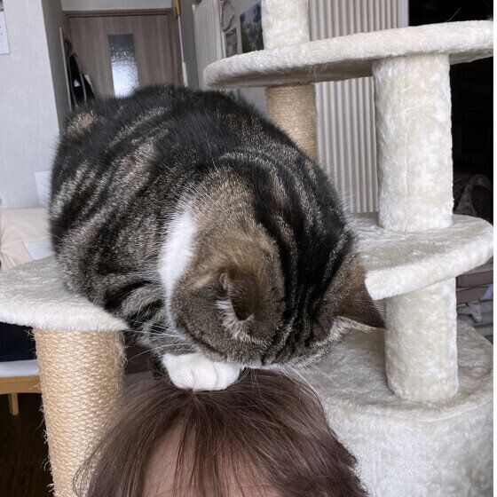 髪の毛をクンクン嗅ぐ猫