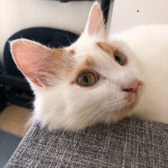 くつろぐスコティッシュフォールド