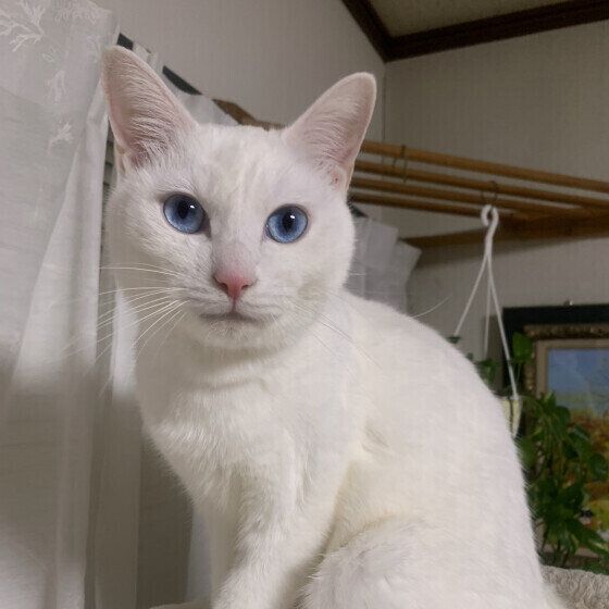 MIX白のころんくん