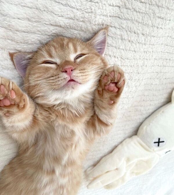 爆睡するうにくん