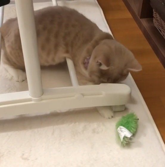 チョイチョイする猫