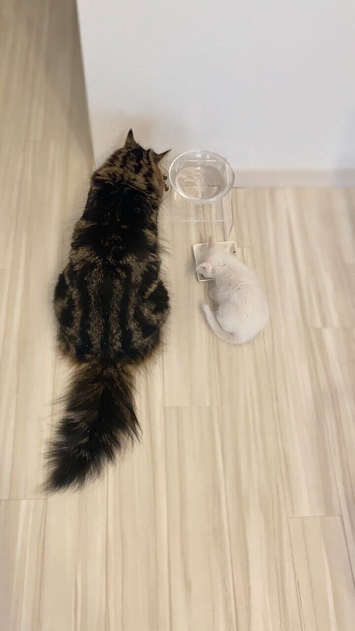 子猫のマオくんとお兄ちゃん猫のメルくん
