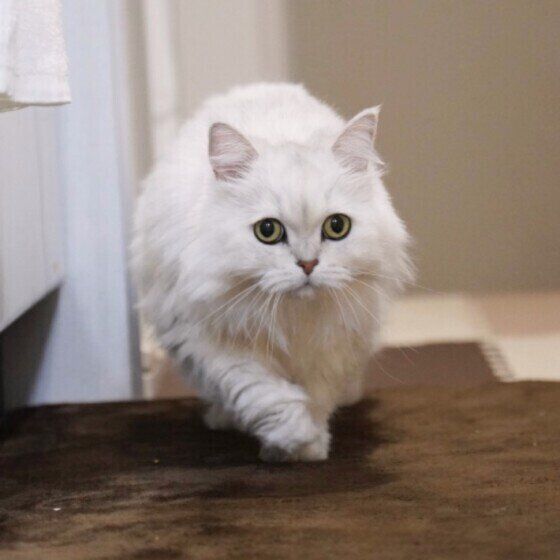 ペルシャのみーちゃん