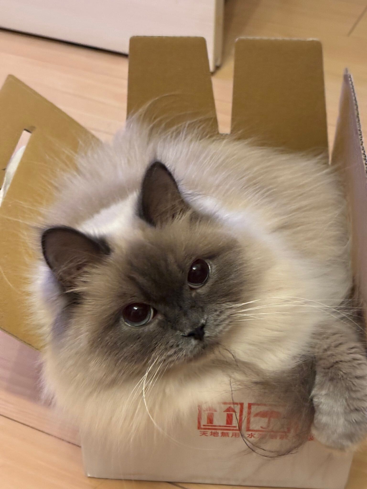 ダンボール箱に入っているヒマラヤン