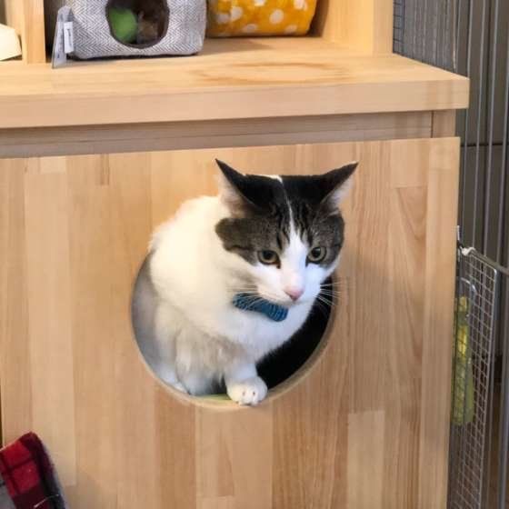 トイレに入る猫