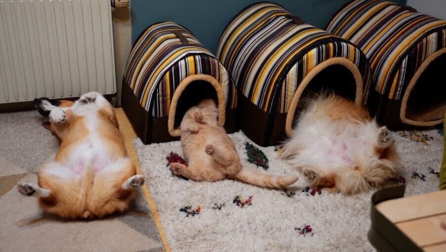 仲良くヘソ天するととろちゃん、ちいくん、むうちゃん