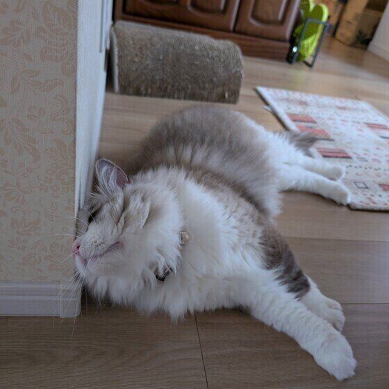 ラグドールのミーくん