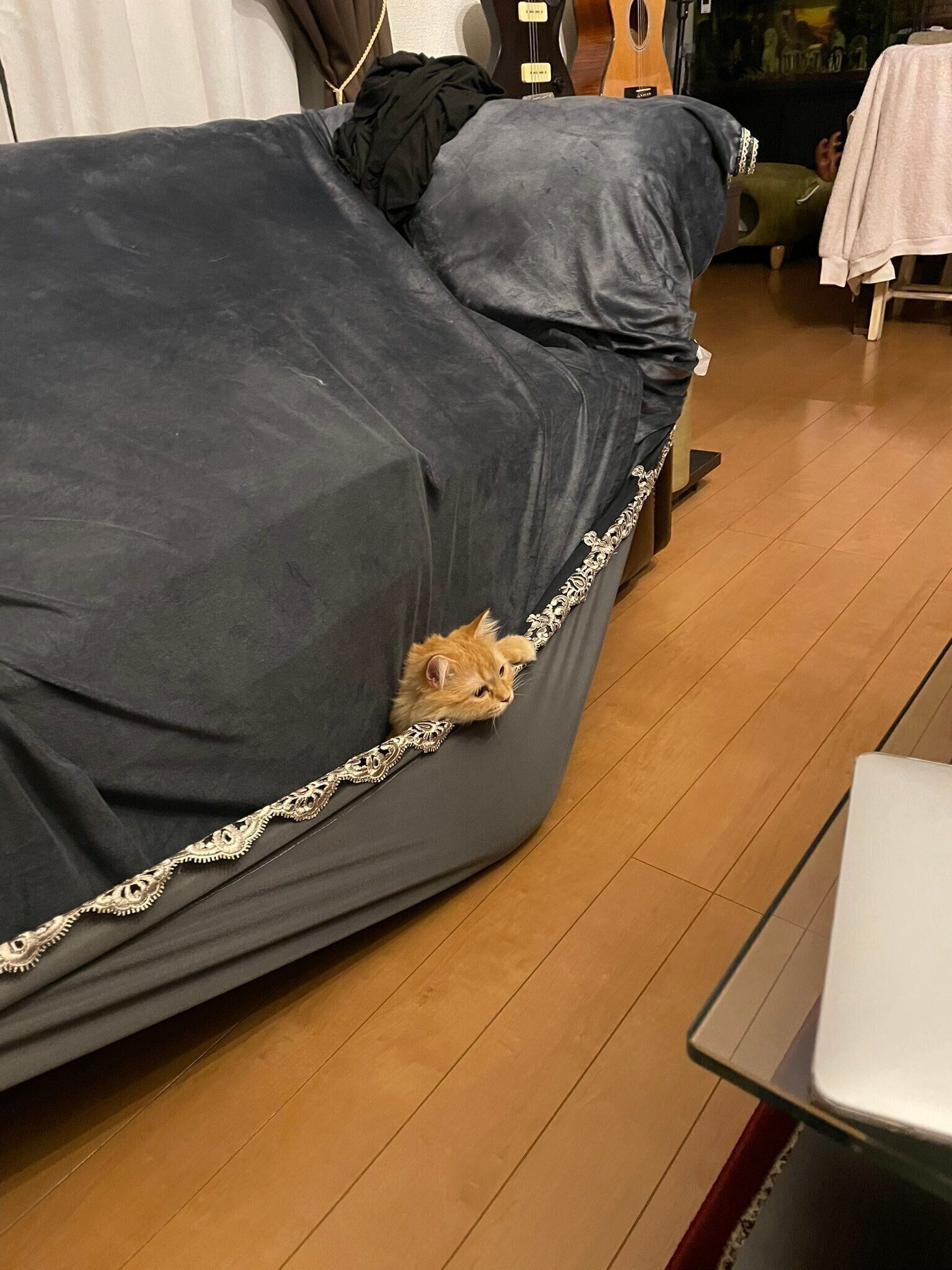 カバーから顔を出すエマちゃん