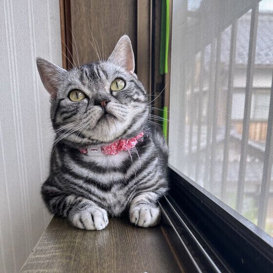 窓辺でくつろぐアメリカンショートヘア