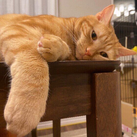 アメリカンショートヘアのルフィちゃん