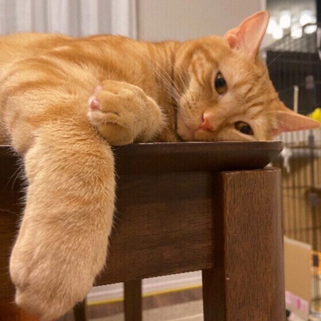 困るけどかわいいアピールだった 愛猫が仕事中や食事中に机に乗ってくる心理 ねこのきもちweb Magazine 困るけどかわいいアピールだった 愛猫が仕事中や食事中に机に乗ってくる心理 ねこのきもちweb Magazine