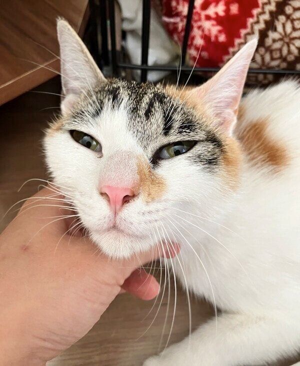 お迎え当時のくるみちゃん