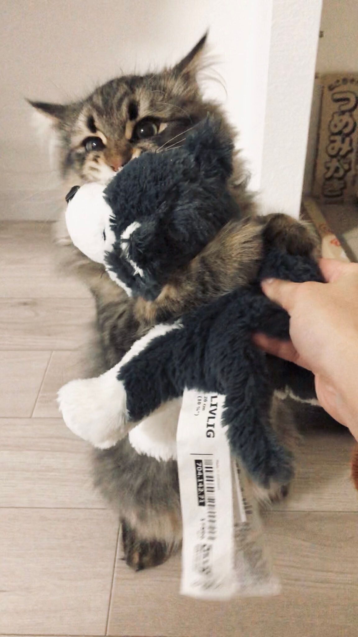 ハグ噛みするヤマネコくん