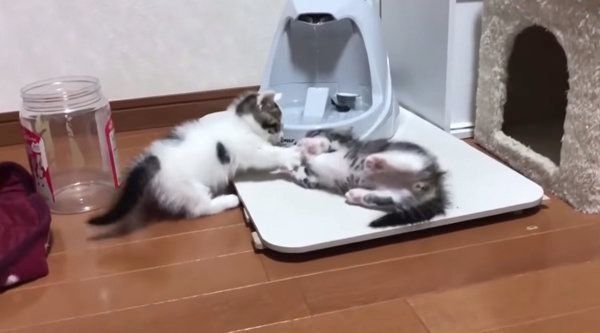 ケンカをする子猫