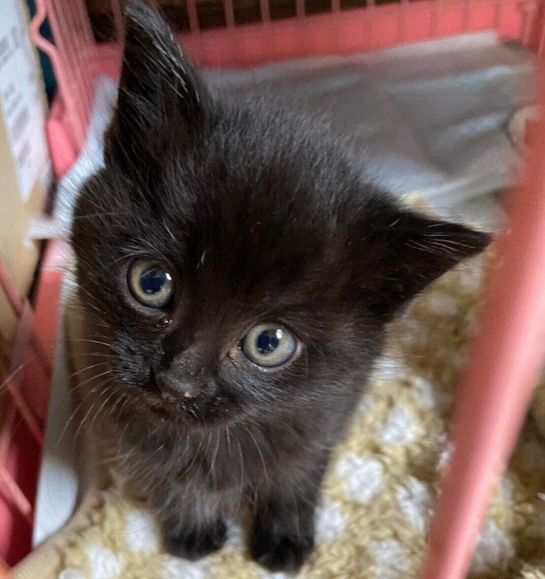 保護されたときの生後推定1カ月のぷにゃちゃん