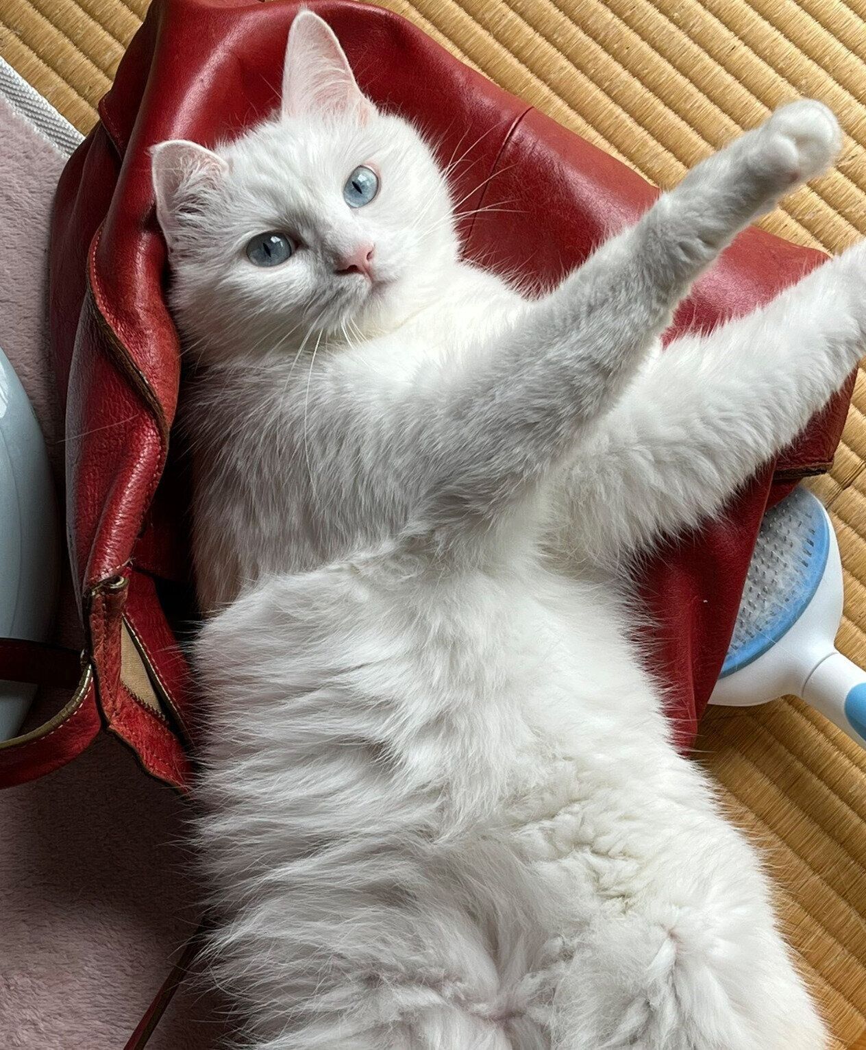 寝転がるこちゅちゃん