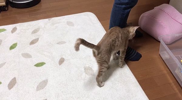 スリスリする猫
