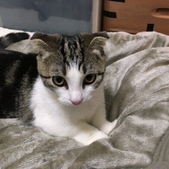 マンチカン・ももたろうくん・ふみふみ