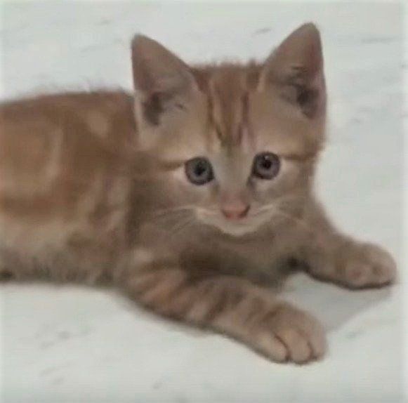 かわいい子猫♡レイくん