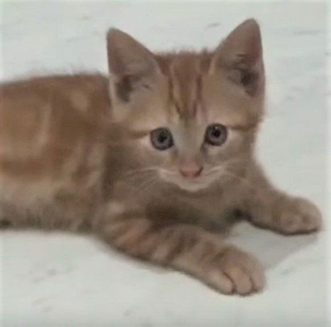 コスパ最高のおもちゃを手にした子猫 運動神経めちゃくちゃイイ ねこのきもちweb Magazine コスパ最高のおもちゃを手にした子猫 運動神経めちゃくちゃイイ ねこのきもちweb Magazine