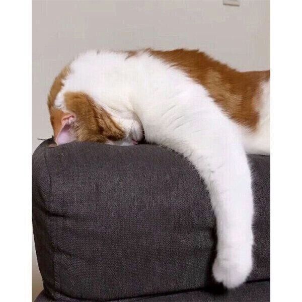 「ごめん寝」をするはなちゃん