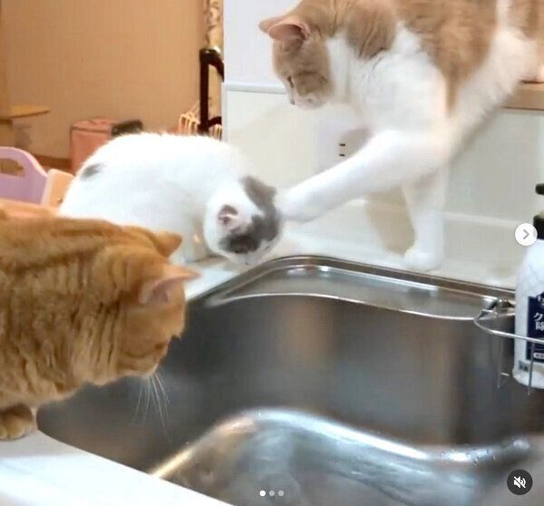 キッチンに集まるぷてぃこちゃん、ぱおちゃん、ちょみーちゃん