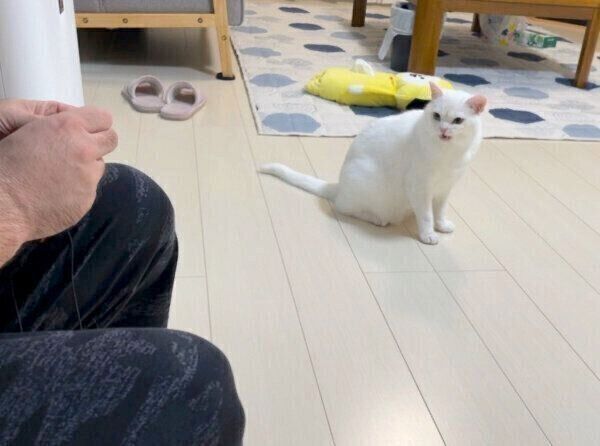 オモチャを修理する飼い主さんのことを見つめるしらたまくん