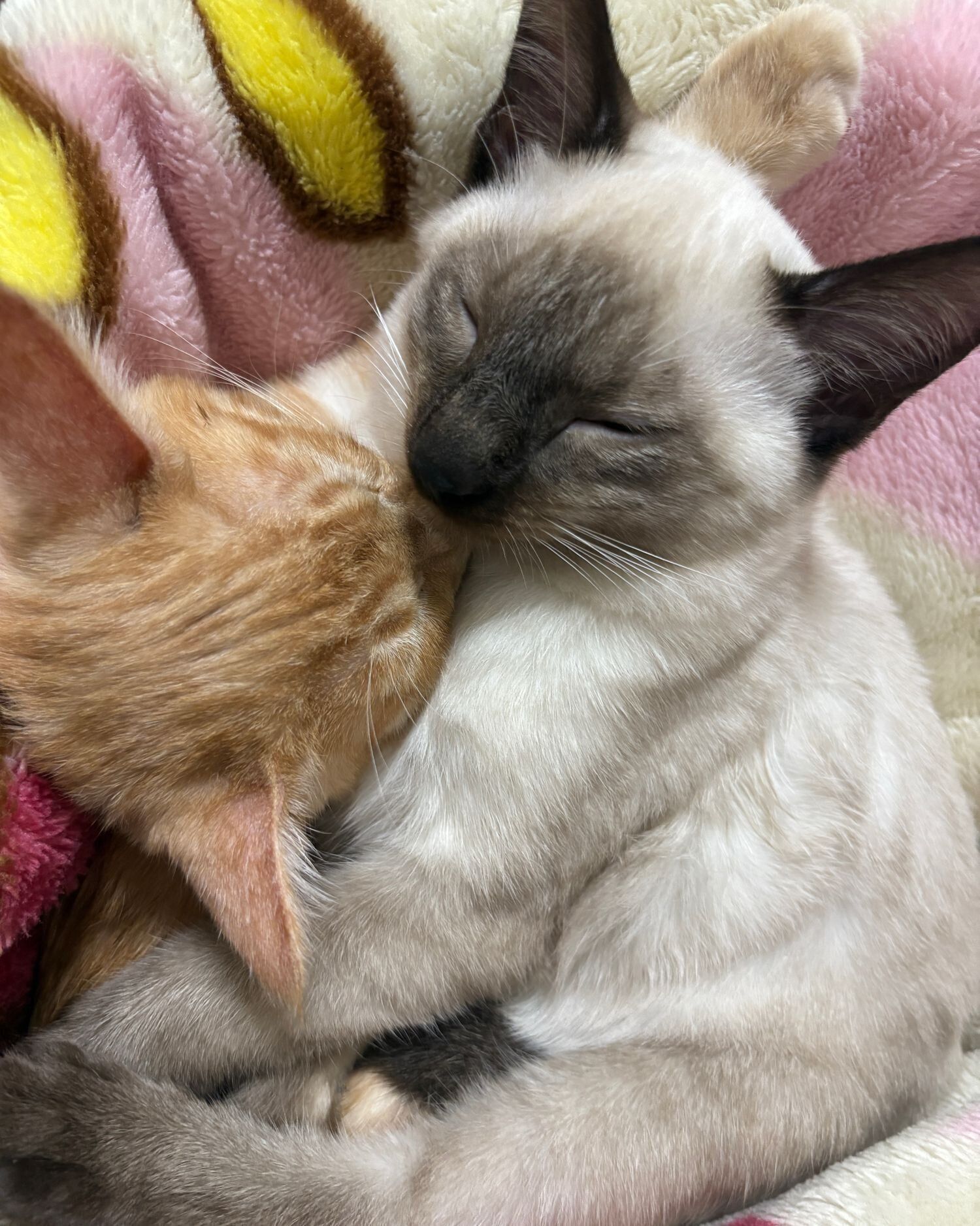 密着する2匹の様子　見ているだけで癒やされる