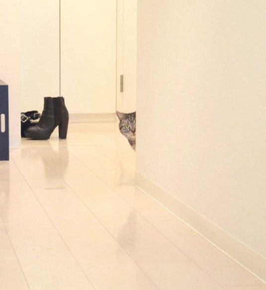 だんだん近寄ってくる猫