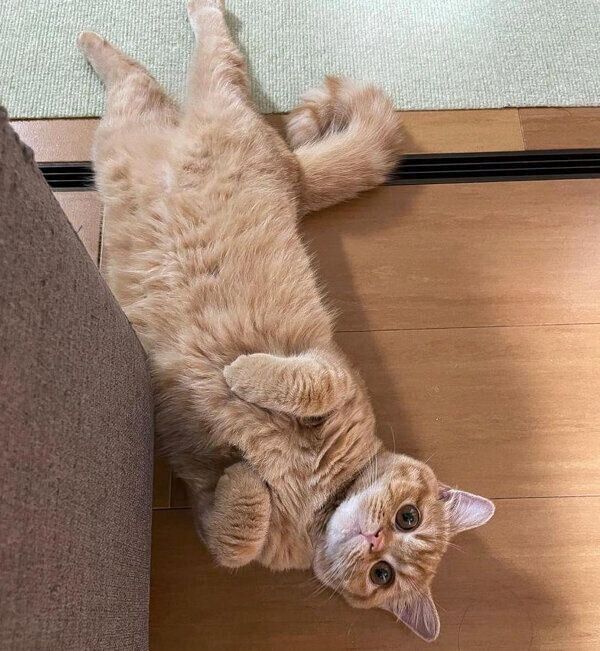 ヘソ天するえだまめくん